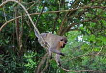 Обитатели Ботанического сада Энтеббе. Фауна