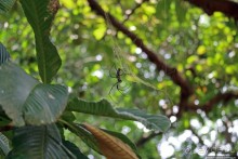 Обитатели Ботанического сада Энтеббе. Фауна