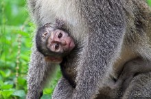 Обитатели Ботанического сада Энтеббе. Фауна