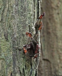 Обитатели Ботанического сада Энтеббе. Фауна