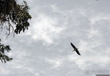 Обитатели Ботанического сада Энтеббе. Фауна