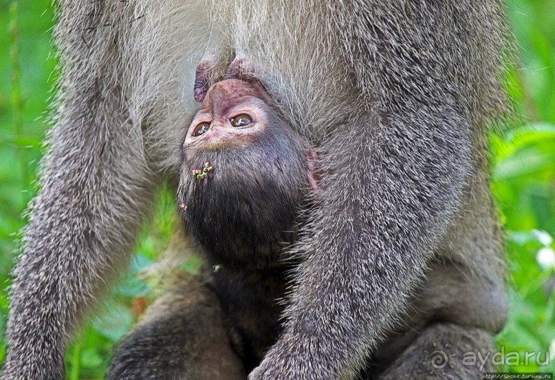 Обитатели Ботанического сада Энтеббе. Фауна