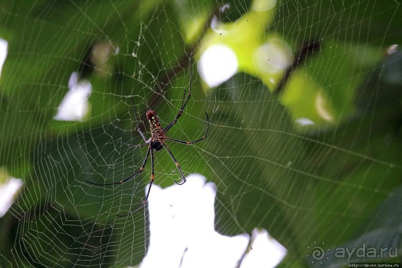 Обитатели Ботанического сада Энтеббе. Фауна