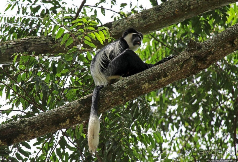 Обитатели Ботанического сада Энтеббе. Фауна