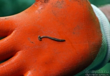 Полые скалы Вьетнама: Hung Ton — первый заплыв в подземелье