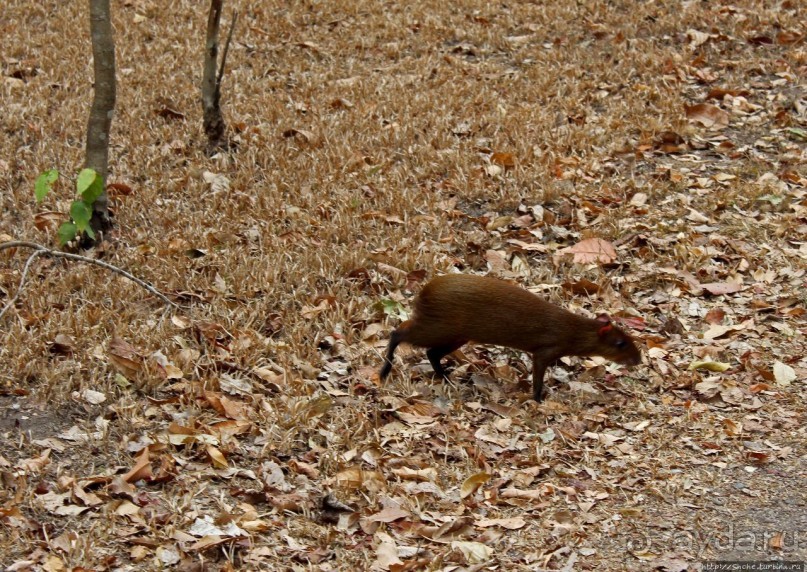 Копан — центр майянского царства Шукууп (объект ЮНЕСКО №129)