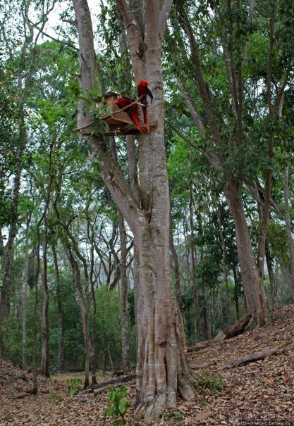 Копан — центр майянского царства Шукууп (объект ЮНЕСКО №129)