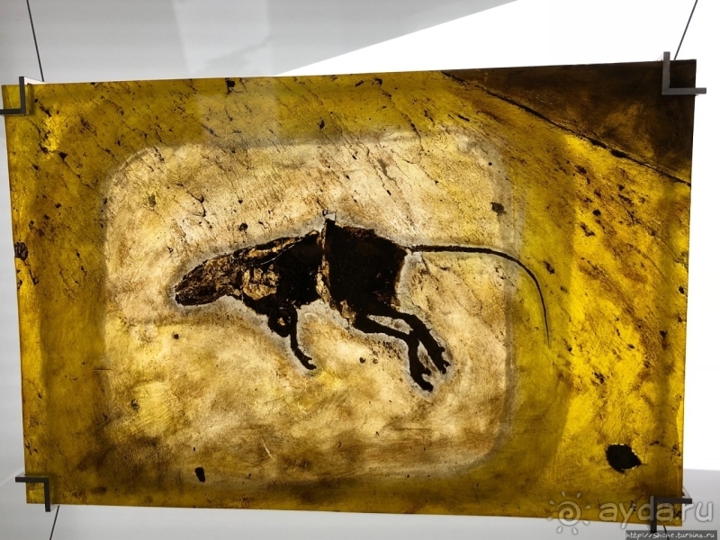 Предрождественский автопробег. Дни 9-10. Снова Германия 