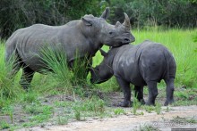 Про нежность