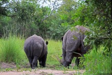 Про нежность