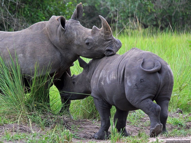 Про нежность