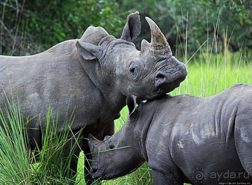 Про нежность