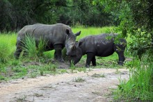 Про нежность