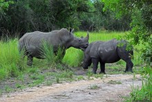 Про нежность