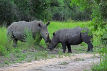 Про нежность