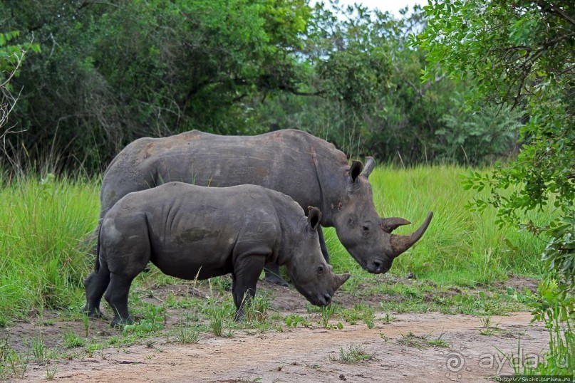Про нежность