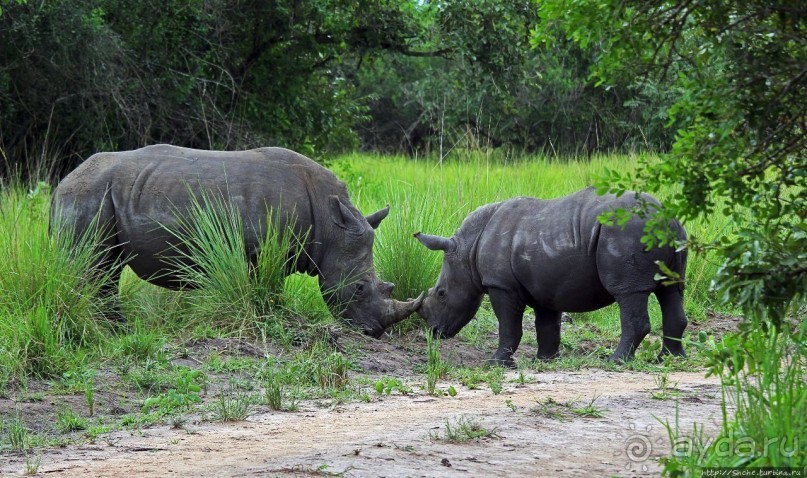 Про нежность