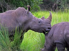 Про нежность