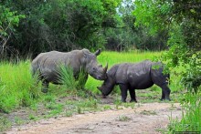 Про нежность