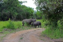 Про нежность