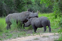 Про нежность