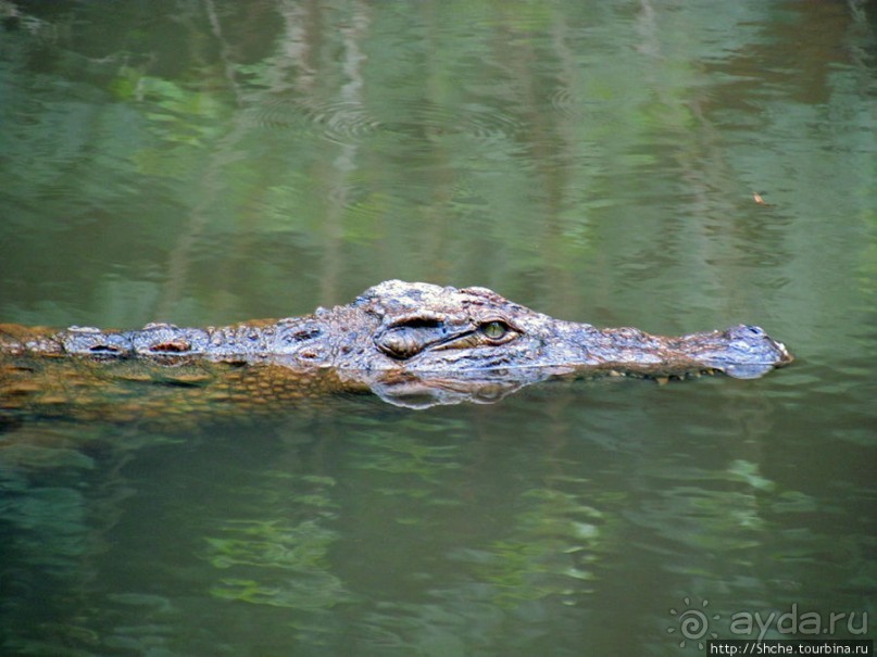 "Заглянуть в глаза крокодилам" в частном парке "Vakona"
