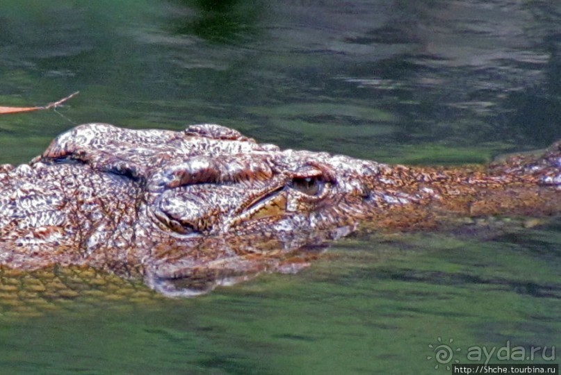 "Заглянуть в глаза крокодилам" в частном парке "Vakona"