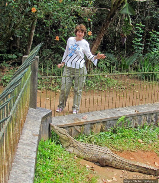 "Заглянуть в глаза крокодилам" в частном парке "Vakona"