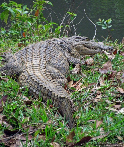 "Заглянуть в глаза крокодилам" в частном парке "Vakona"