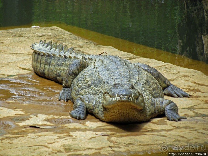 "Заглянуть в глаза крокодилам" в частном парке "Vakona"