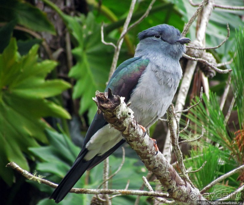 "Заглянуть в глаза крокодилам" в частном парке "Vakona"