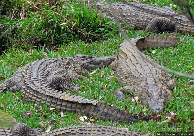 "Заглянуть в глаза крокодилам" в частном парке "Vakona"