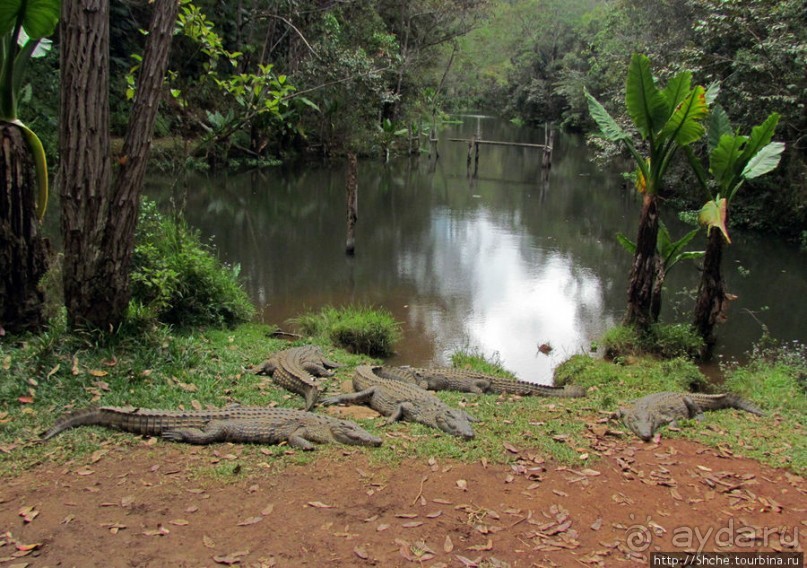 "Заглянуть в глаза крокодилам" в частном парке "Vakona"