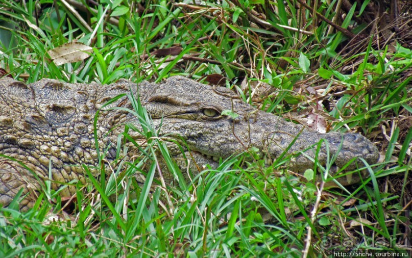 "Заглянуть в глаза крокодилам" в частном парке "Vakona"