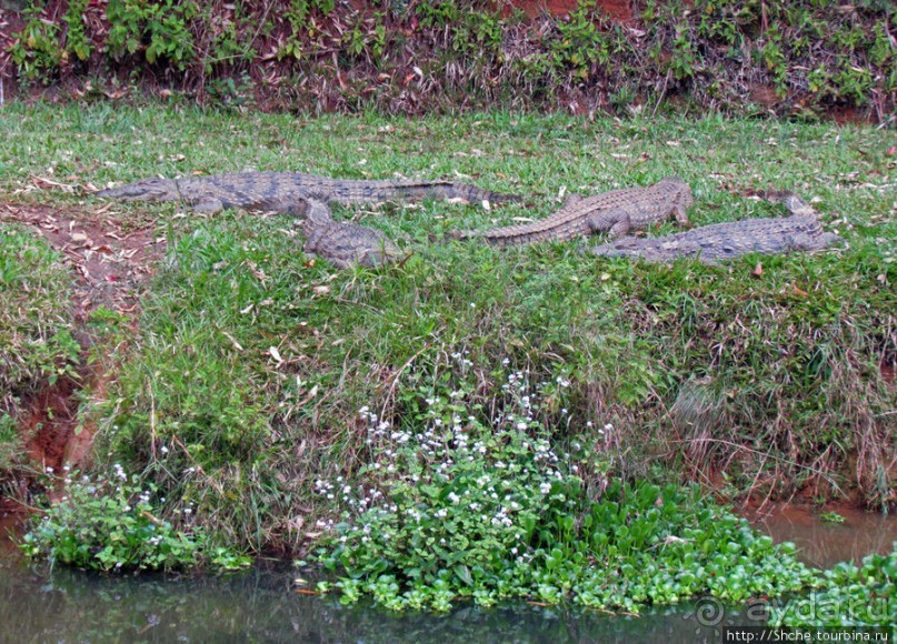 "Заглянуть в глаза крокодилам" в частном парке "Vakona"