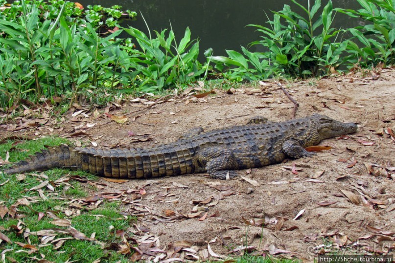 "Заглянуть в глаза крокодилам" в частном парке "Vakona"