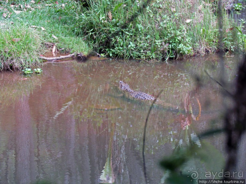 "Заглянуть в глаза крокодилам" в частном парке "Vakona"
