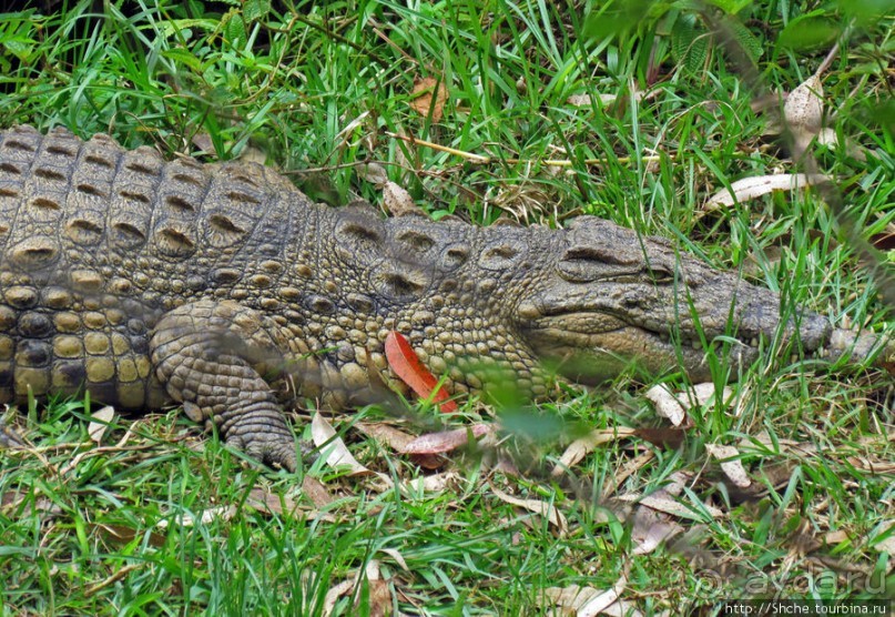 "Заглянуть в глаза крокодилам" в частном парке "Vakona"