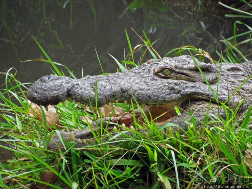 "Заглянуть в глаза крокодилам" в частном парке "Vakona"