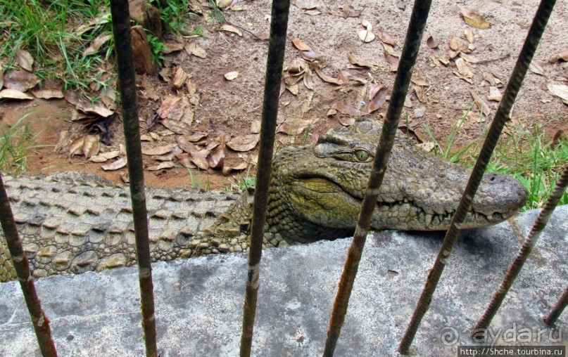 "Заглянуть в глаза крокодилам" в частном парке "Vakona"