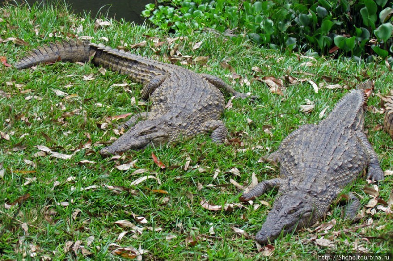 "Заглянуть в глаза крокодилам" в частном парке "Vakona"