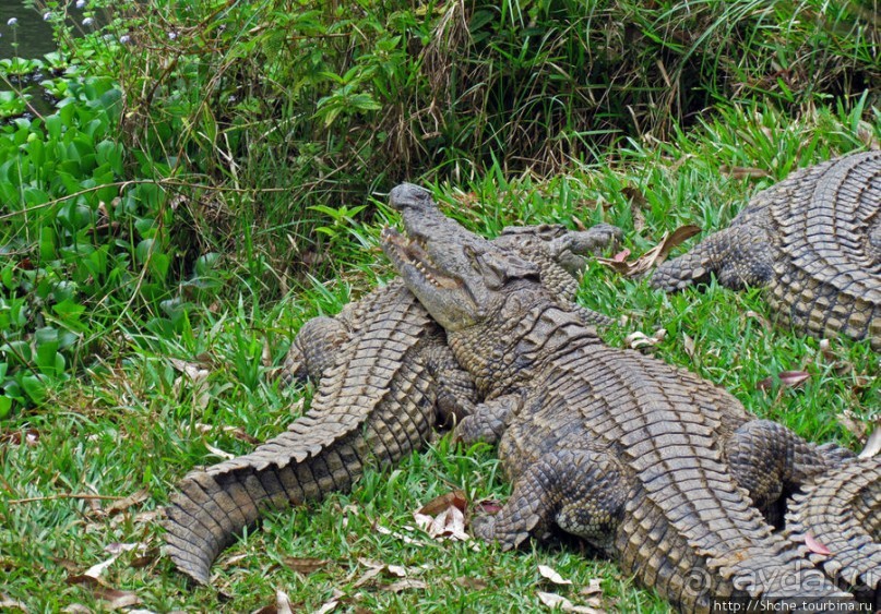 "Заглянуть в глаза крокодилам" в частном парке "Vakona"