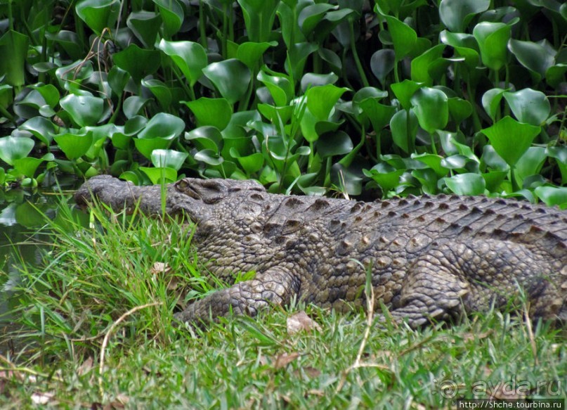 "Заглянуть в глаза крокодилам" в частном парке "Vakona"
