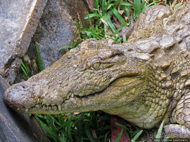 "Заглянуть в глаза крокодилам" в частном парке "Vakona"