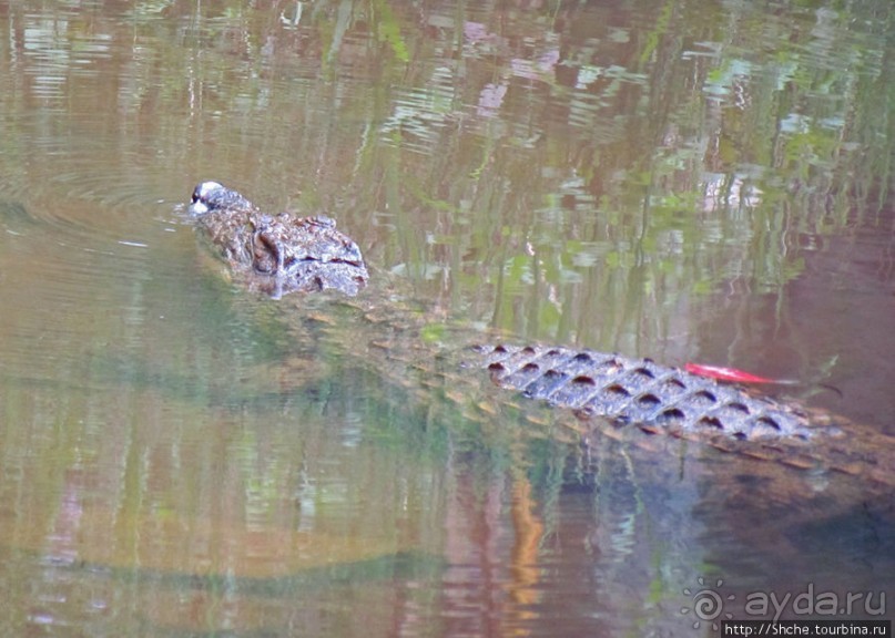 "Заглянуть в глаза крокодилам" в частном парке "Vakona"