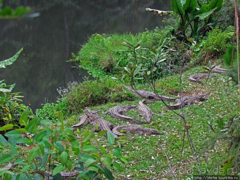 "Заглянуть в глаза крокодилам" в частном парке "Vakona"