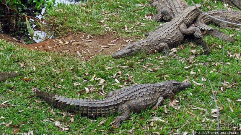 "Заглянуть в глаза крокодилам" в частном парке "Vakona"