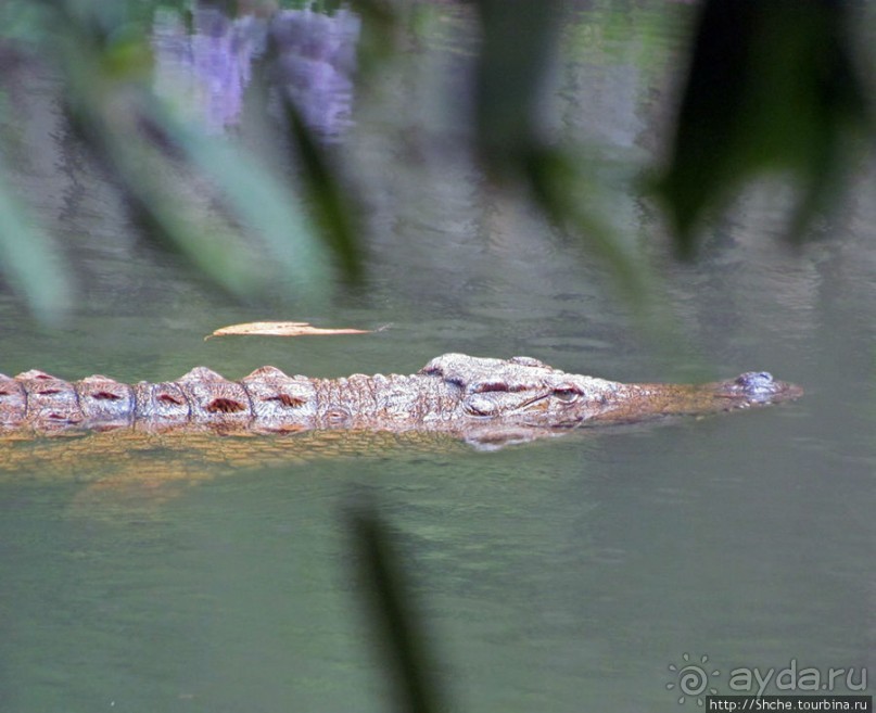 "Заглянуть в глаза крокодилам" в частном парке "Vakona"