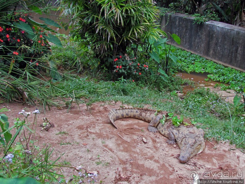 "Заглянуть в глаза крокодилам" в частном парке "Vakona"