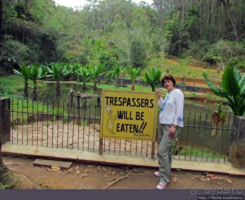 "Заглянуть в глаза крокодилам" в частном парке "Vakona"